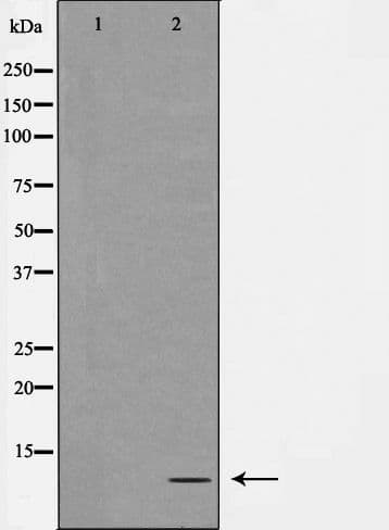 ATP5I Antibody