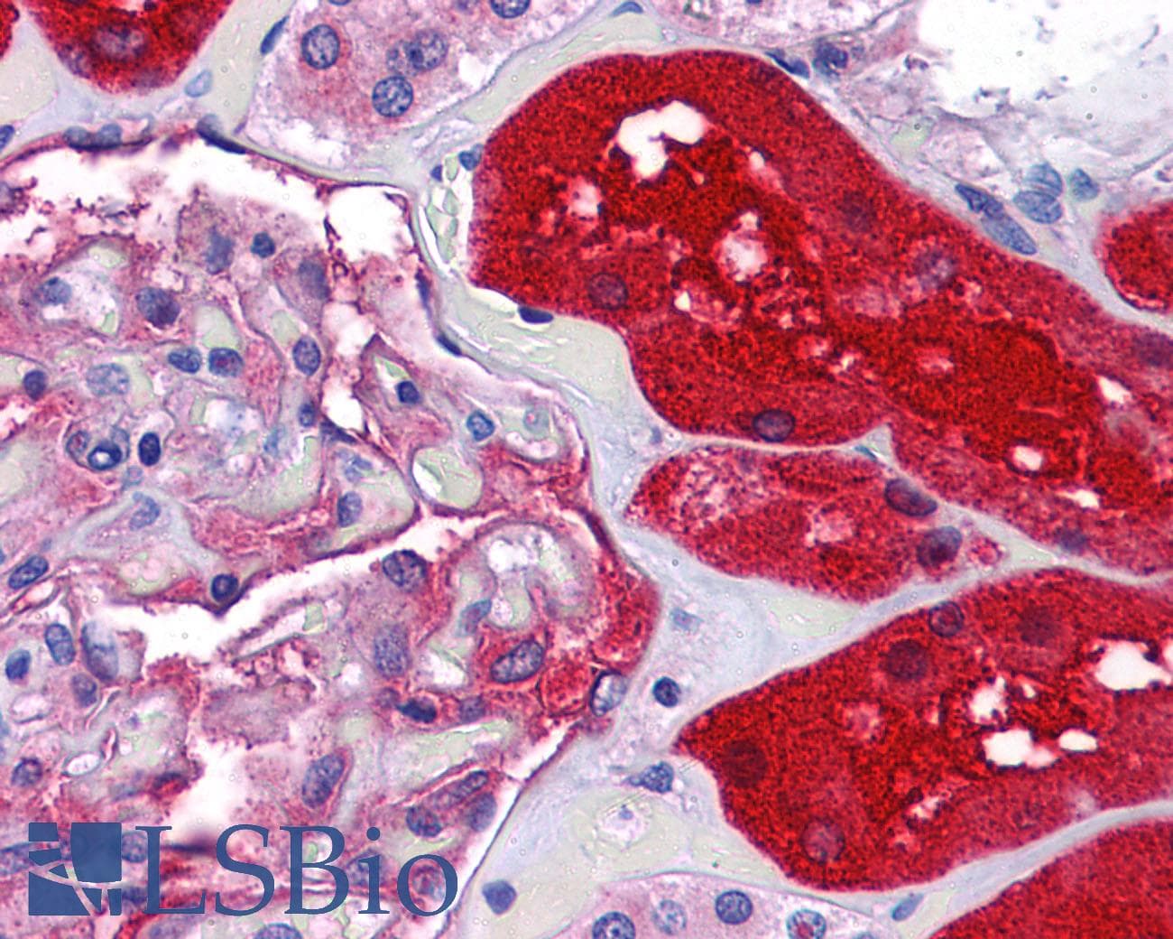 IHC-plus™ KPNA2 / Importin Alpha 1 Antibody
