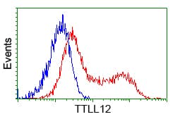 KIAA0153 / TTLL12 Antibody (clone OTI4B2)