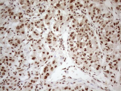 RGL2 Antibody (aa547-777, clone OTI10F2, Carrier-free)