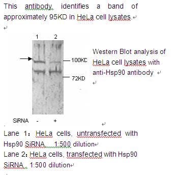 HSP90AA / HSP90 Alpha Antibody