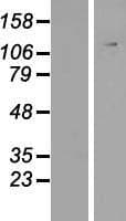 CFAP44 / WDR52 Protein (Over-Expression Lysate Myc-DDK (Flag))