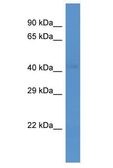 Polyclonal Rabbit anti-Mouse WNT1 Antibody (aa297-346, WB)
