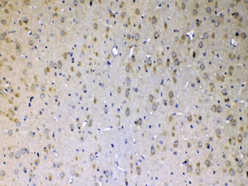 ERBB4 / HER4 Antibody