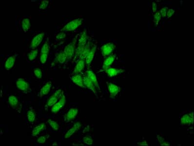 HIST1H3A Antibody