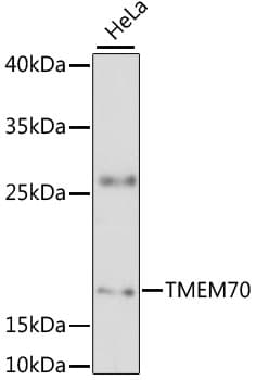 TMEM70 Antibody