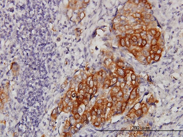 EIF4G3 Antibody (clone 1D7)