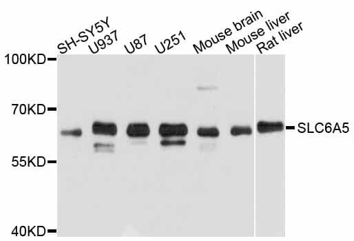 SLC6A5 / GLYT2 Antibody