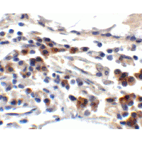 TFF3 / Trefoil Factor 3 Antibody
