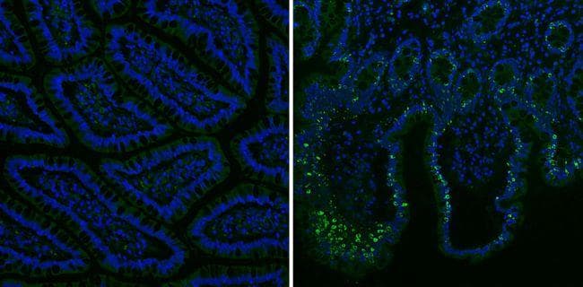 Goat Anti-Mouse IgG Secondary Antibody (DY488)