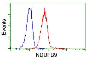 NDUFB9 Antibody (aa3-179, clone OTI9B2)