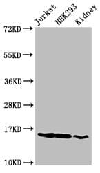 HIST1H3A Antibody