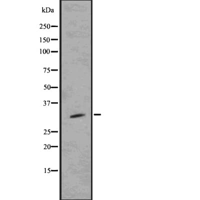 Sprouty 4 / SPRY4 Antibody