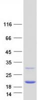 Human PRDX5 / Peroxiredoxin 5 Protein (Recombinant Myc-DDK (Flag))
