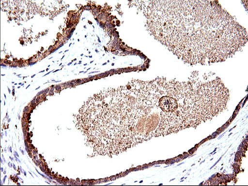 SCAMP2 Antibody (clone OTI2F1)