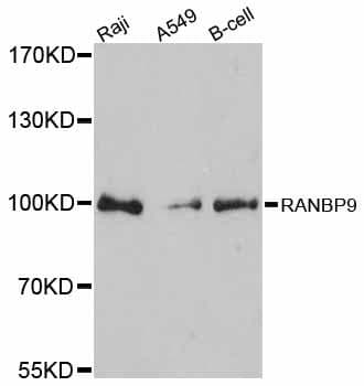 RANBPM Antibody
