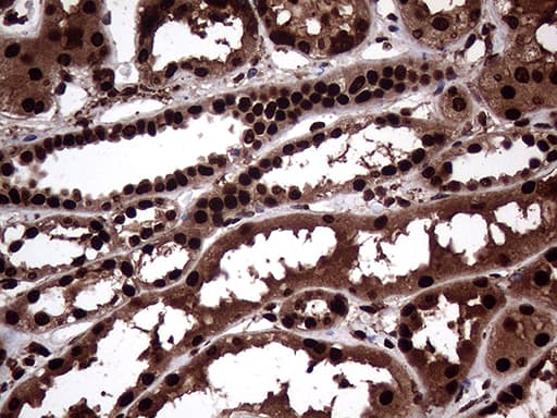 TALDO1 / Transaldolase 1 Antibody (clone OTI1E5, Carrier-free)