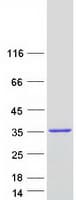 Human SPIN3 Protein (Recombinant Myc-DDK (Flag))