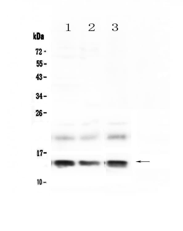 FABP1 / L-FABP Antibody