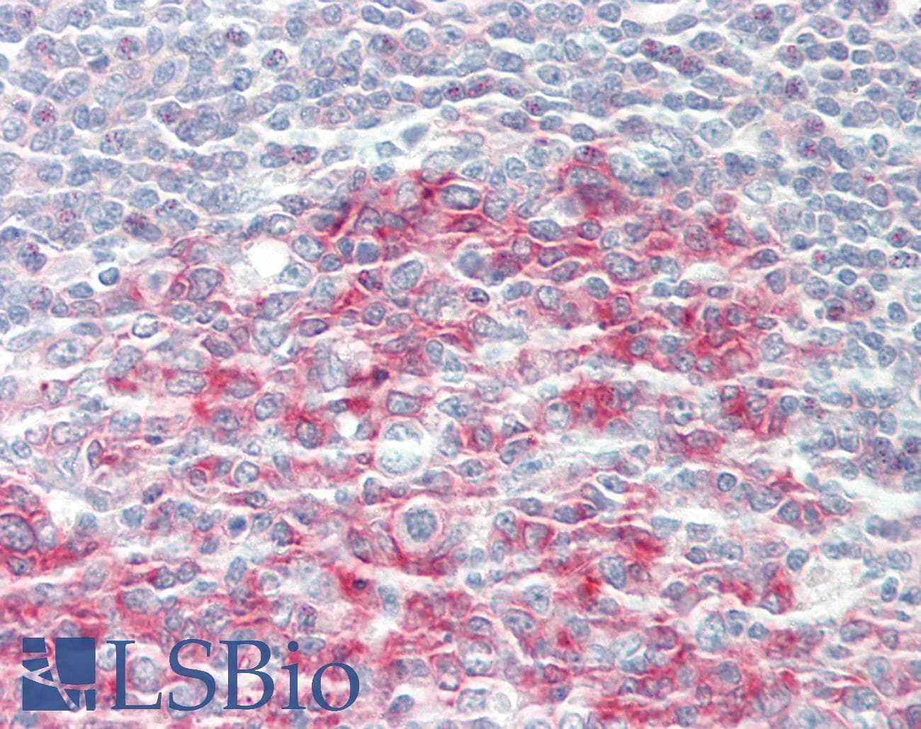CBX4 Antibody (aa53-102)