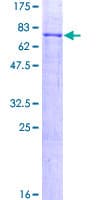 Human TNFRSF19L / RELT Protein (Recombinant GST)