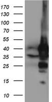 ALS2CR1 / NIF3L1 Antibody (clone OTI4B5)