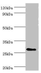 CD48 Antibody (aa27-125)