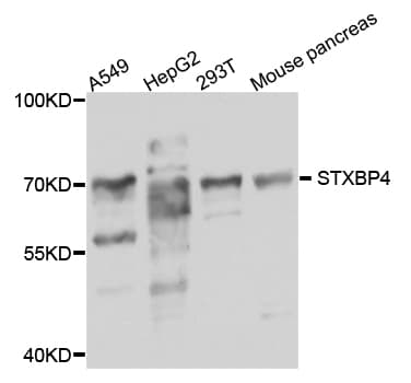 STXBP4 Antibody