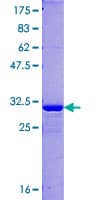 Human WFDC3 Protein (Recombinant GST)