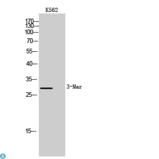 MARCH2 Antibody