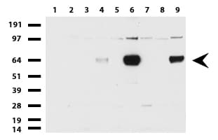 ZSCAN18 / ZNF447 Antibody (clone UMAB114, Carrier-free)