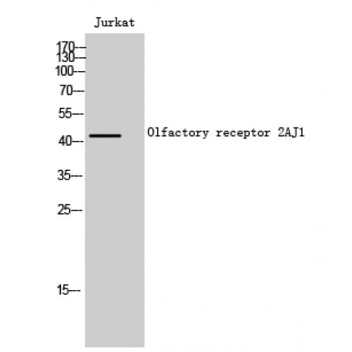 OR2AJ1 Antibody (180-260 aa, Internal)