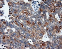Monoclonal Mouse anti-Human BAP / SIL1 Antibody (clone OTI3B11, IHC, IF, WB)