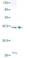 Human PLCB2 Protein (Recombinant GST)