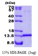 Human HINT / HINT1 Protein (Recombinant)