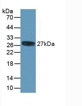 MYL4 Antibody (aa6-191)