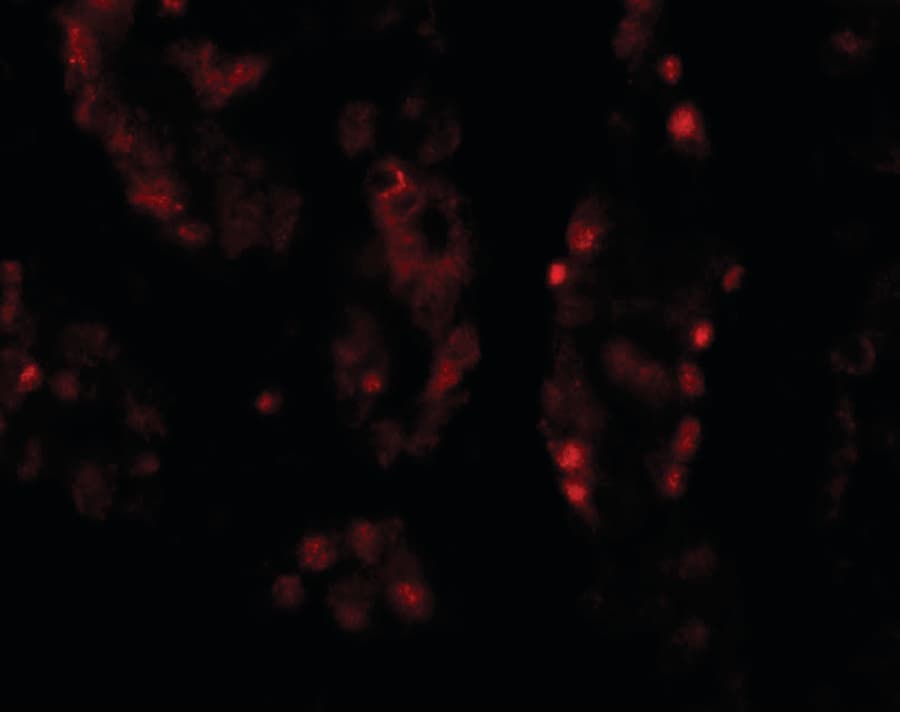 IHC-plus™ DISPA / DISP1 Antibody