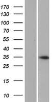 SPDYC Protein (Over-Expression Lysate Myc-DDK (Flag))