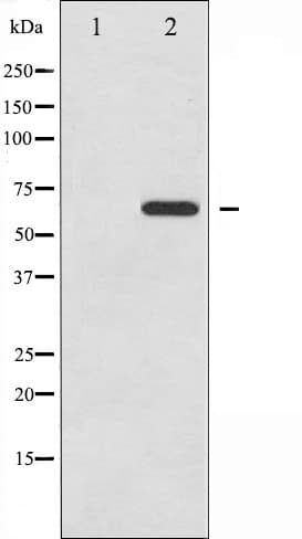 PXN / Paxillin Antibody (phospho-Tyr31)
