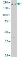 DOCK4 Antibody (clone 3E7)