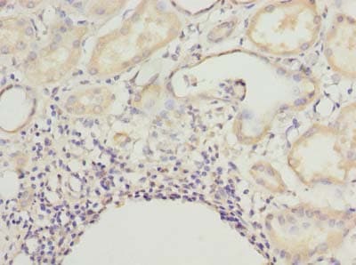 Polyclonal Rabbit anti-Human CNIH4 / HSPC163 Antibody (IHC, WB)