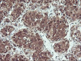 PSMB7 Antibody (aa58-277, clone OTI1D1, Carrier-free)