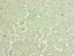 APOBEC3C Antibody (aa1-190)