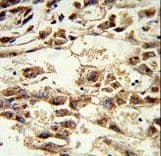 AMID / AIFM2 Antibody (aa319-348)