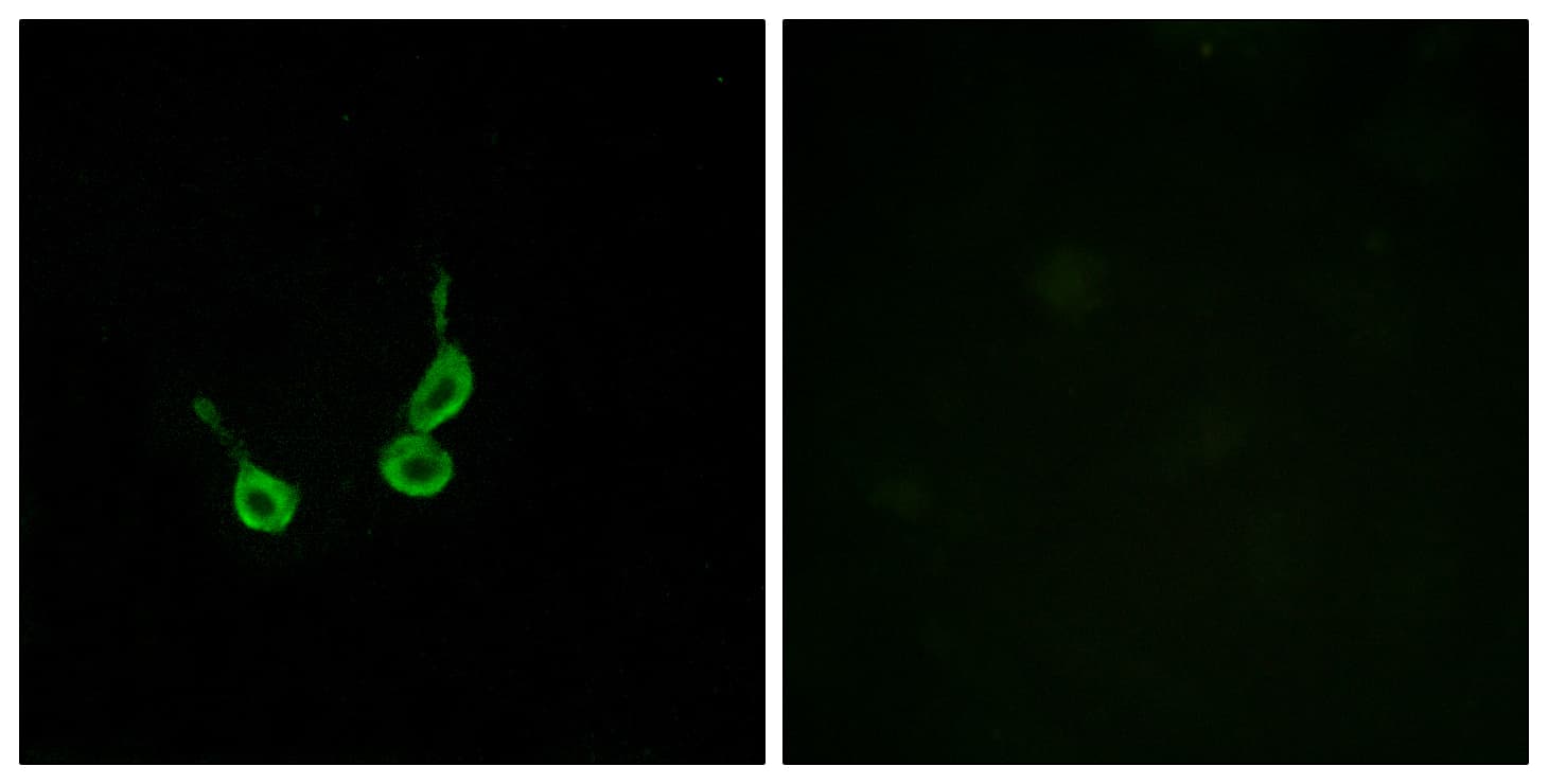Polyclonal Rabbit anti-Human GPR150 Antibody (aa361-410, IF, WB)