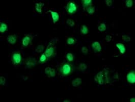 SAMHD1 Antibody (clone OTI1A1, Carrier-free)