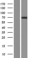 CYP3A43 Protein (Over-Expression Lysate Myc-DDK (Flag))