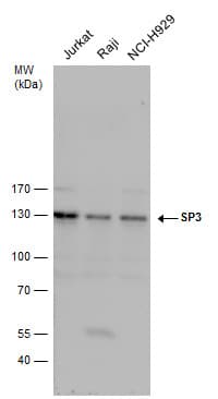 SP3 Antibody (aa1-74)