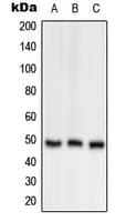 OAT Antibody (Internal)