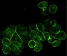 EGFR Antibody